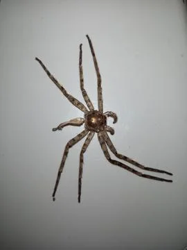 Empty Molt of a Huntsman Spider on a White Wall 스톡 사진