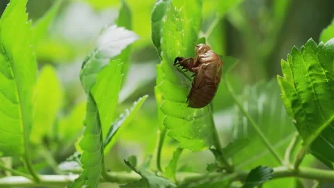 Empty molted insect shell attached to tropical plant foliage Видео 334365485