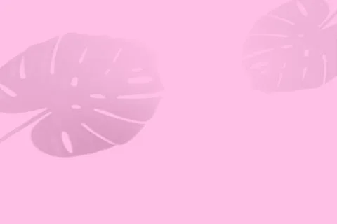 Empty monstera shadow texture pattern cement on pink wall background Summer Foto stock