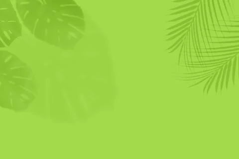 Empty monstera shadow texture pattern cement on green wall background Summer Stock Photos