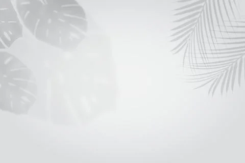 Empty monstera shadow texture pattern cement on grey wall background Summer Stock Photos