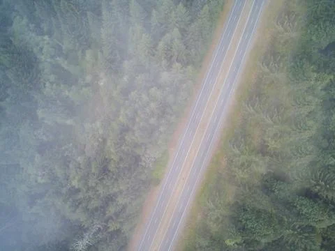 Empty mountain road running through the forest of green pine trees in a misty Stock Photos