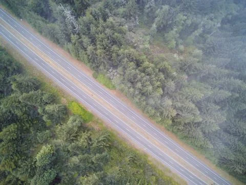 Empty mountain road running through the forest of green pine trees in a misty Stock Photos