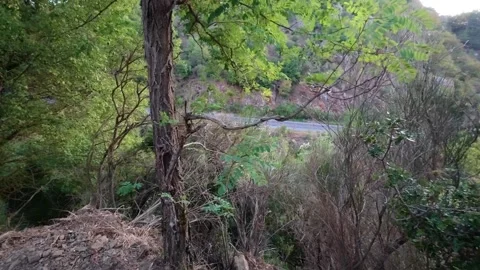 Empty Mountain Road Seen Through Forest Vegetation With Hidden View Stock Footage 326164938