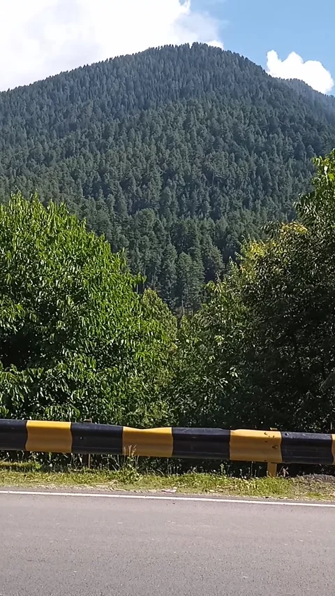 Empty Mountain Road Through Pine Forest in Kashmir India Stock Footage 337467248