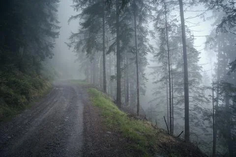 An empty mountain road through trees in a strong morning fog Stock Photos