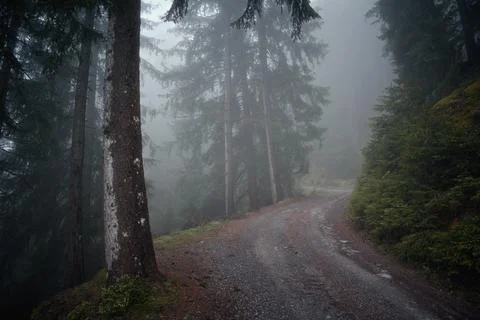 An empty mountain road through trees in a strong morning fog Stock Photos