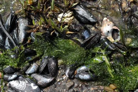 Empty mussels and seashells close up Stock Photos
