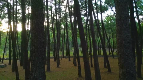 Empty Nature Park With Towering Trees. dolly-out Stock Footage 254017631