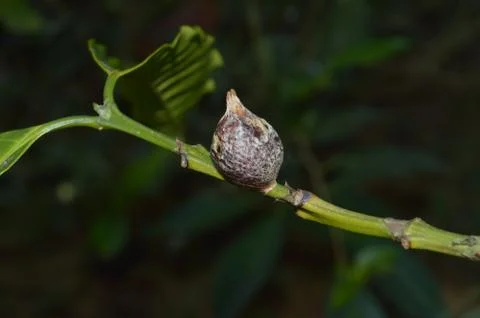 Empty nest of a bug on a branch. Bugs often lay eggs in such nests and leave  Stock Photos