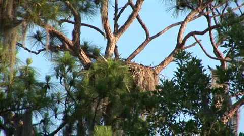 Empty nest Stock Footage 5088346