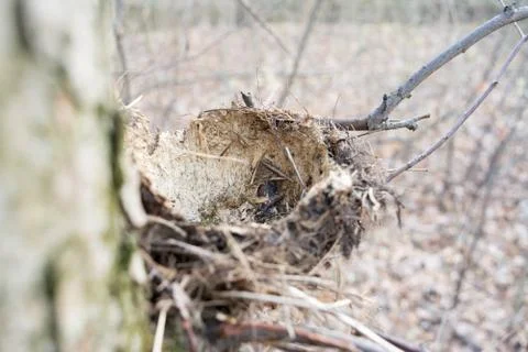 An empty nest of a forest bird without eggs Stock Photos