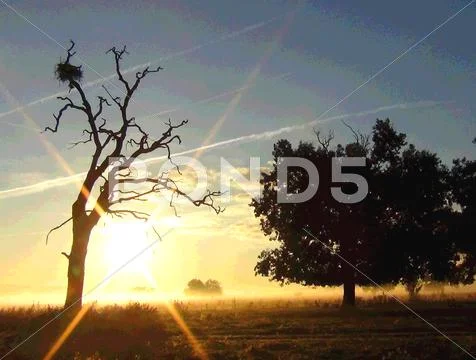 Empty nest Stock Photos