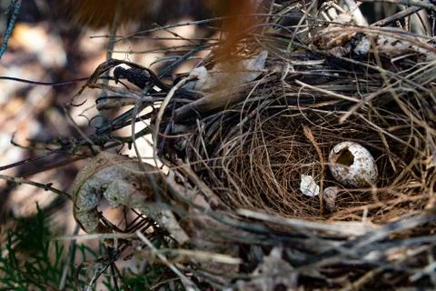 Empty nest Stock Photos