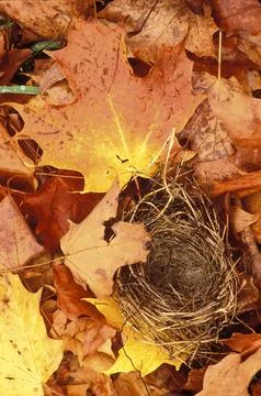 Empty Nest Stock Photos