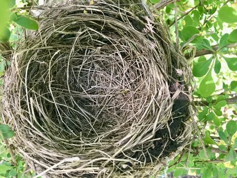 Empty Nest Stock Photos