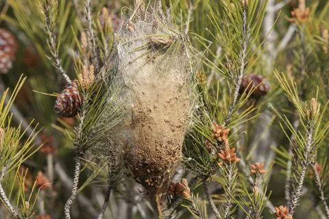 Empty Nest of Pine Processionary Moth Thaumetopoea Pityocampa Stockfoto's