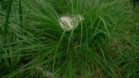 Empty nest in tall grass with a broken shell. view from above Vídeo Stock 134513464