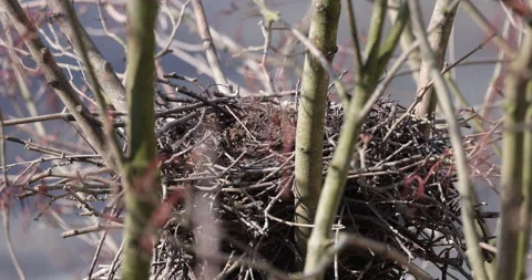 Empty nest in a tree, close-up, 4K slomo Stock Footage 256158407