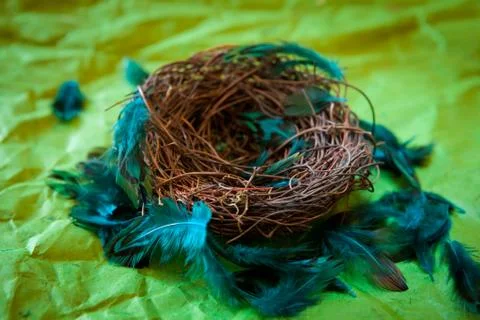 Empty nest with turquoise feathers Stock Photos