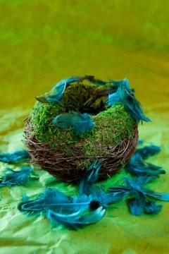 Empty nest with turquoise feathers Stock Photos