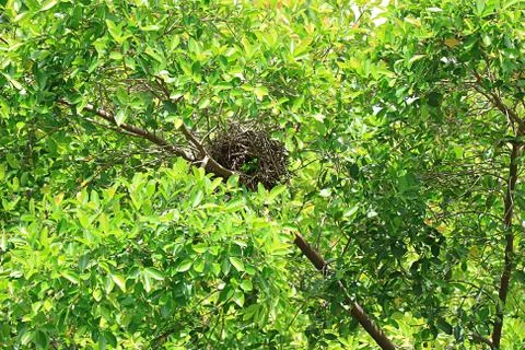 Empty Nest of Wild Bird on the Tree for the Concept of EMPTY NEST SYNDROME Photos