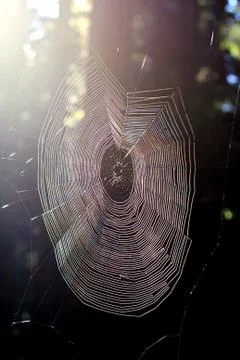 Empty net in the forest waiting for the master Stock Photos