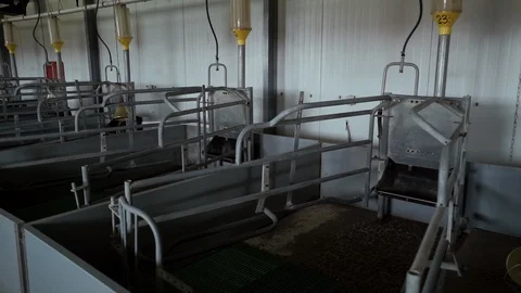 Empty new clean pens in maternity room are on modern industrial pig-breeding 스톡 동영상 98107754