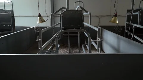 Empty new clean pens in maternity room are on modern industrial pig-breeding 库存影片 98107943