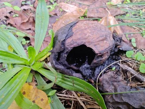 Empty nut shell on yellow leaves, macro photography Foto stock