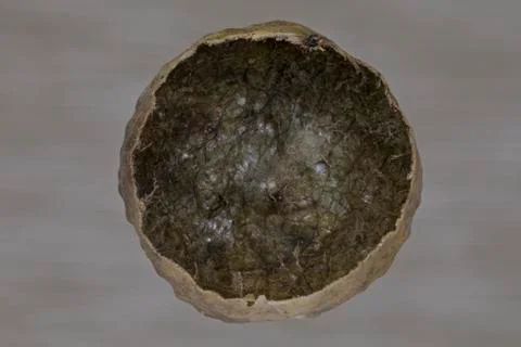 Empty Oak Gall Shell Stock Photos