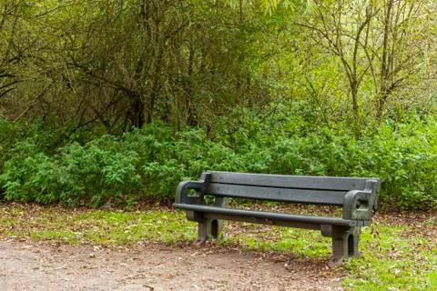 Empty old bench in the undergrowth of a forest Foto stock