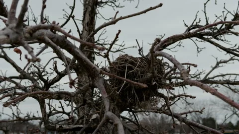 Empty old Bird nest in bare tree branches during late autumn or winter. empty Stock Footage 334020058