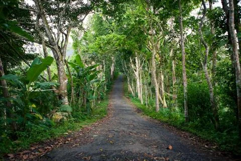 Empty the old road in the jungle with fallen leaves Stock Photos