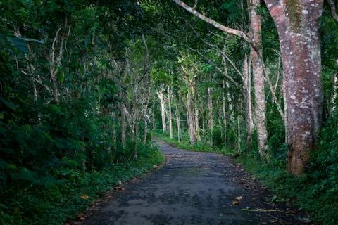 Empty the old road in the jungle with fallen leaves Stock Photos