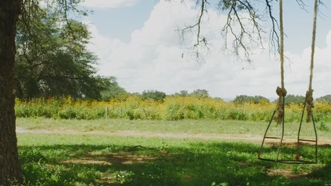 Empty Old Swing Stock Footage 98958254