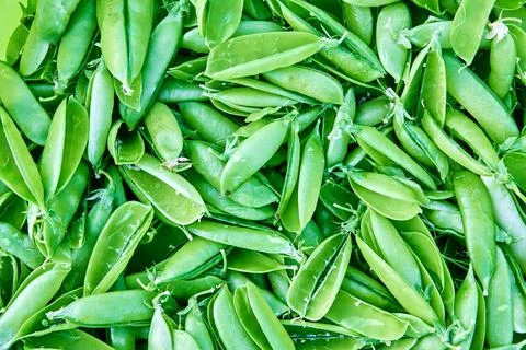Empty open shells of green field pea pods after harvesting and shelling. Foto stock