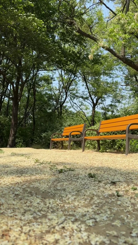 Empty Orange Benches Beneath Swaying Trees in a Sunny Summer Park Stock Footage 340416604