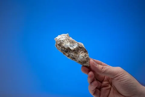 Empty oyster shell held in hand by male hand. Close up studio shot, isolated  Stock Photos
