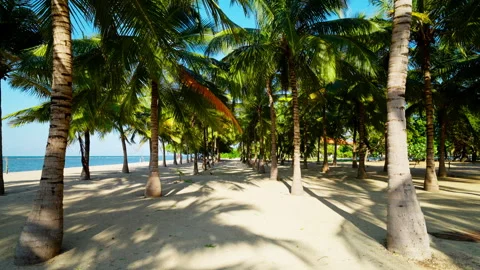 Empty palm grove beside a tropical beach Stock Footage 343951155