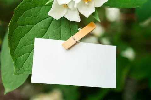 Empty paper hooked on flower with clothespin Stock Photos