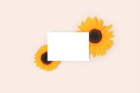 Empty paper mockup. Frame made of sunflowers. Stock Photos
