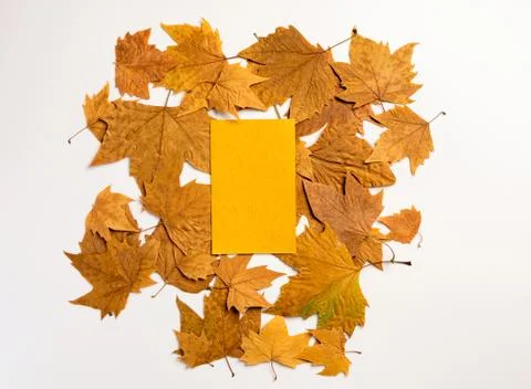 Empty paper Notepad with autumn red and yellow leaves on white background. Fl Stock Photos