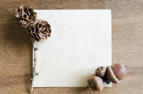 Empty Paper Sheet With Acorns and Cones. Stock Photos