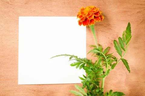 Empty Paper Sheet With Flowers on Rustic Wooden Background. Stock Photos