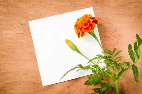 Empty Paper Sheet With Flowers on Rustic Wooden Background. Stock Photos