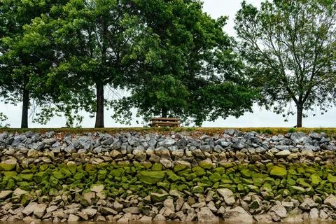 An   empty   park   bench   below   a   large   tree Foto stock