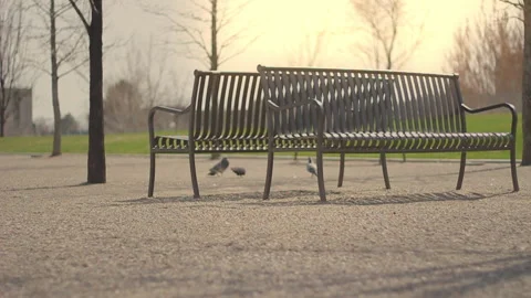 Empty Park Bench With Birds Flying Away Stock Footage 242118295