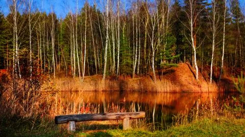 An empty park bench at the edge of the forest Stock Photos