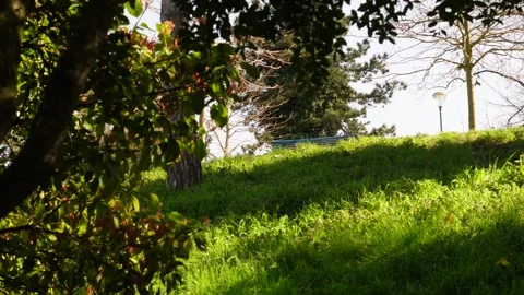 Empty Park Bench Framed by Tree Leaves in Paris Garden Stock Footage 307012323